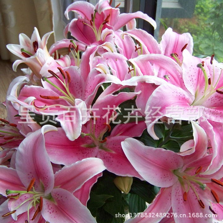 百合花鲜花批发,鲜花圣地自产花材,昆明斗南盛产的鲜花,马龙