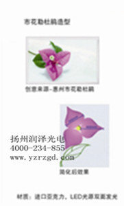牵牛花