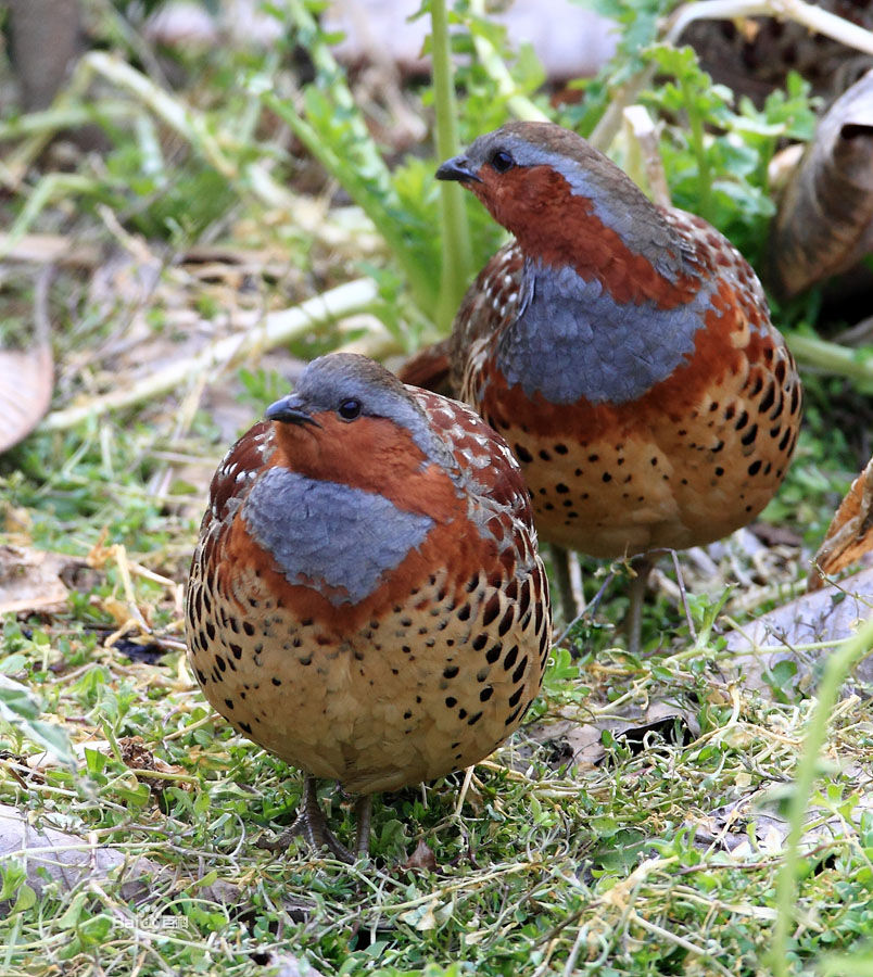 【石家庄野味批发--优质竹鸡、七彩山鸡、珍珠