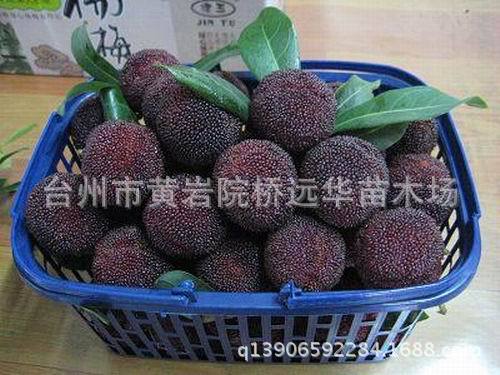 远华 脆皮金桔树苗橘子果树苗木阳台庭院植物