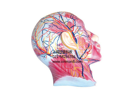 医药教学器材-头颈部肌肉血管附脑模型 XM-63