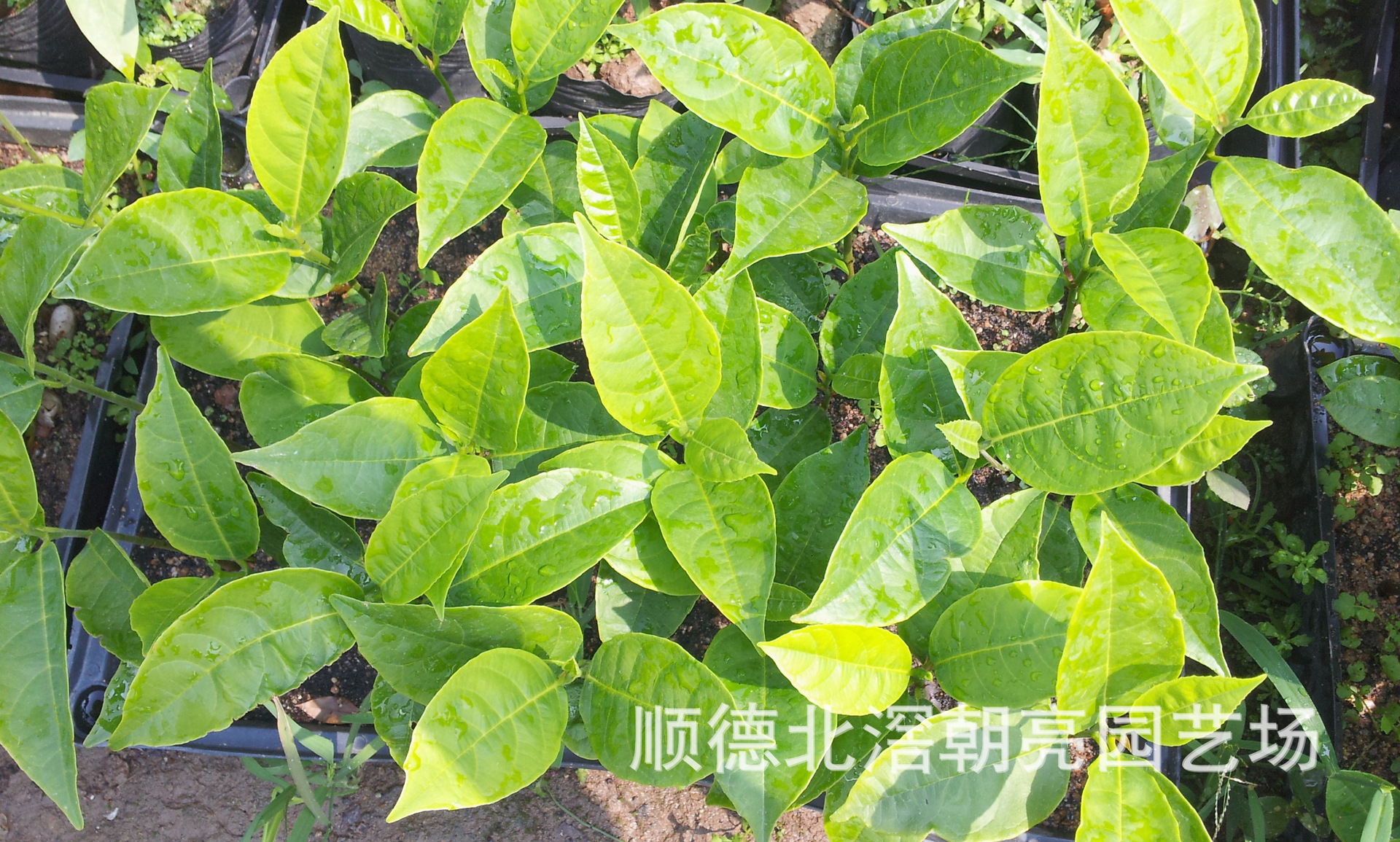 【菠萝蜜树苗(大树菠萝树苗)】价格,厂家,图片