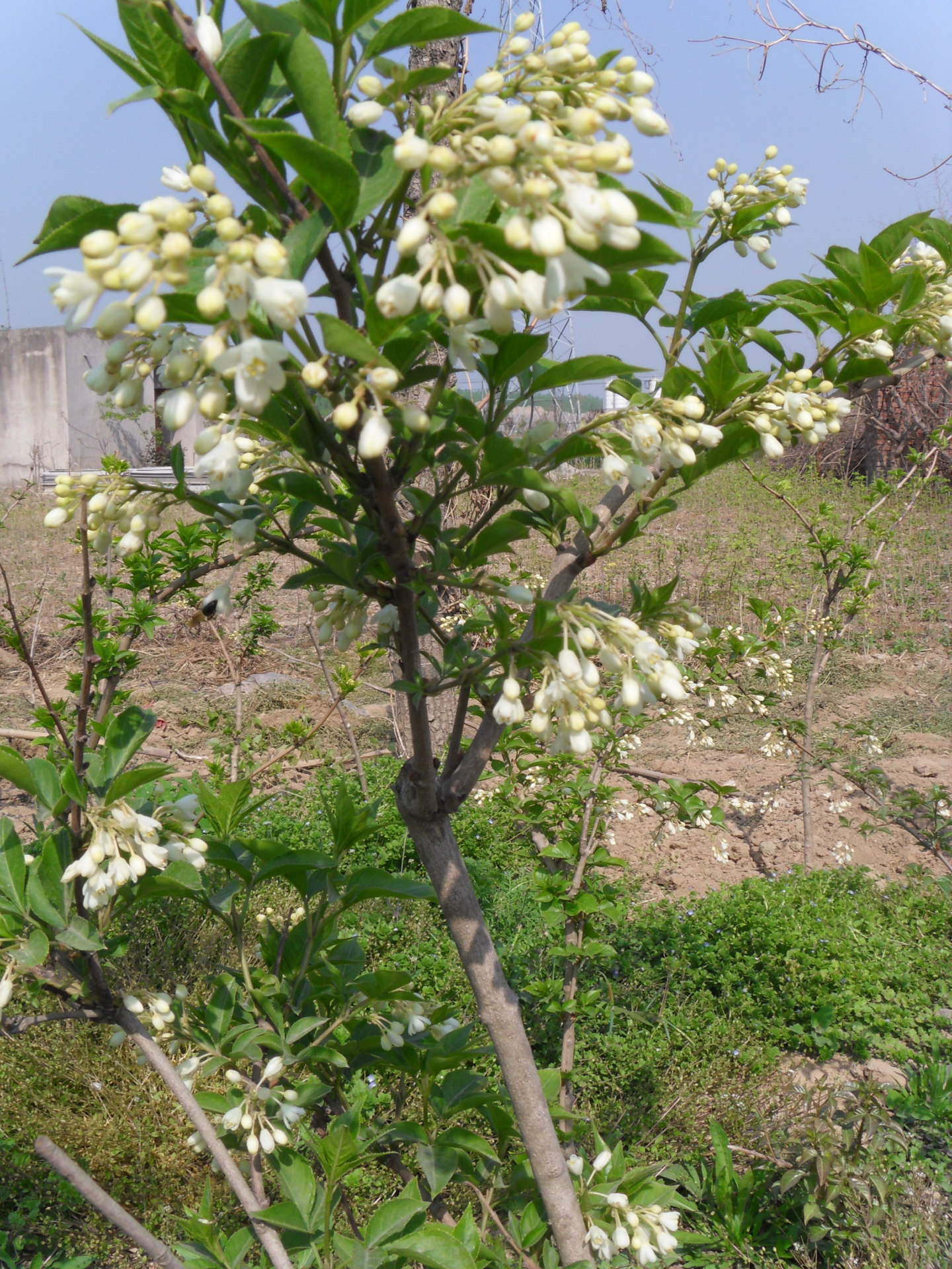 财富花3