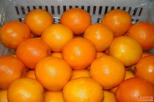 【重庆柑橘】重庆柑橘价格\/图片_重庆柑橘批发