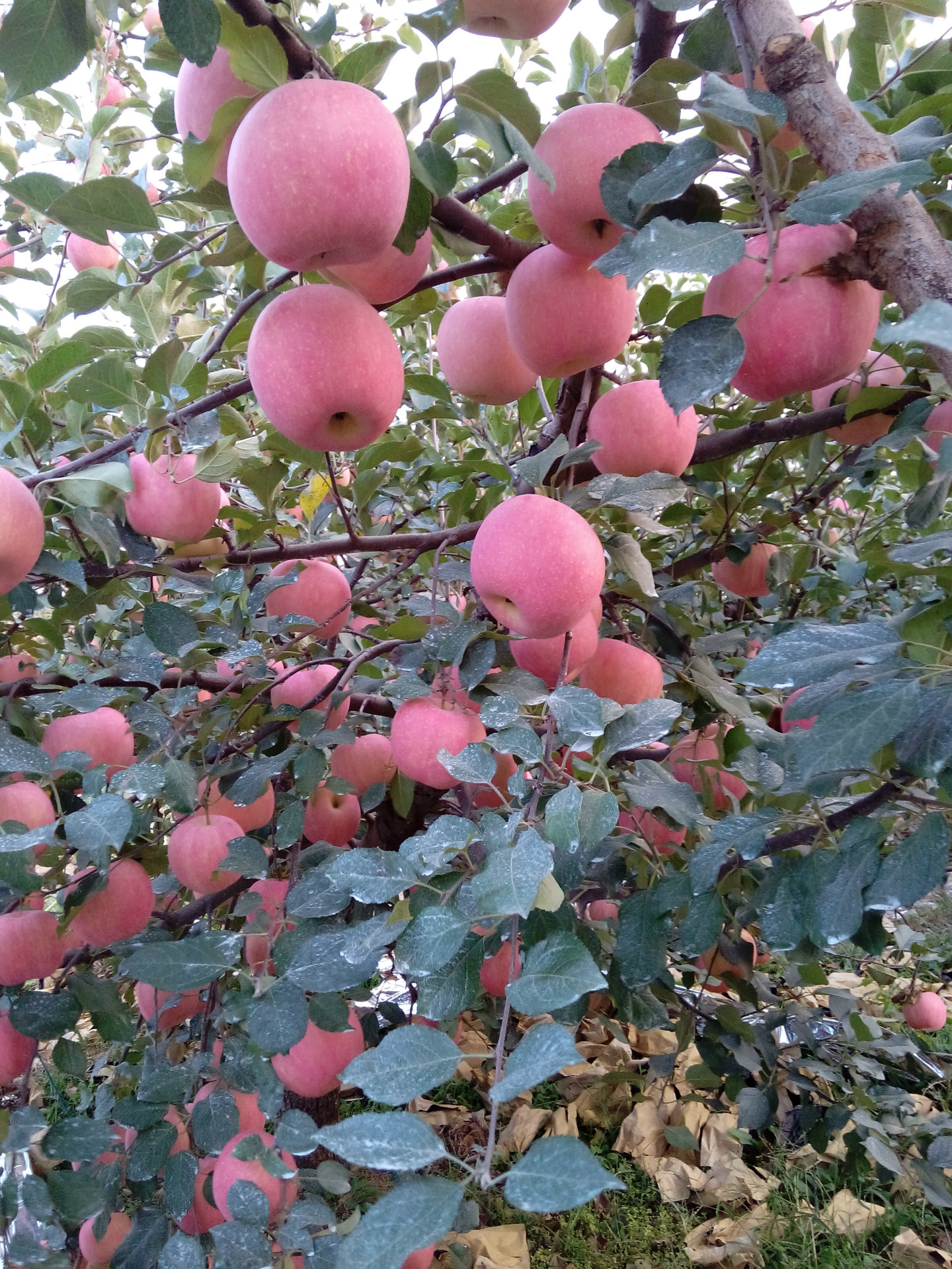 真正的绿色苹果,无农药残留,纯有机肥,一棵树30kg有机肥,自家果园