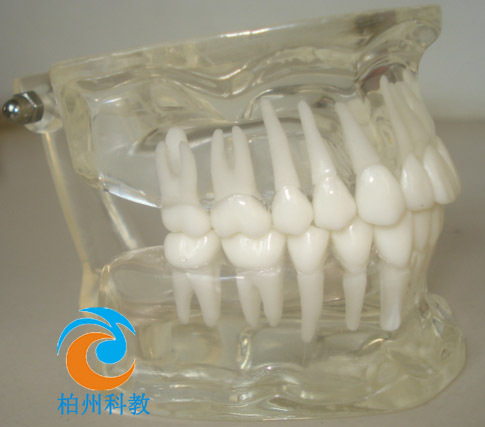 牙齿标准模型 bz-yc002