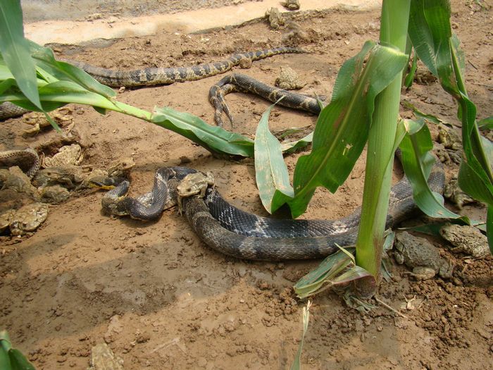 蛇胆化痰 作用不小( 顾学玲养蛇)_养蛇女人