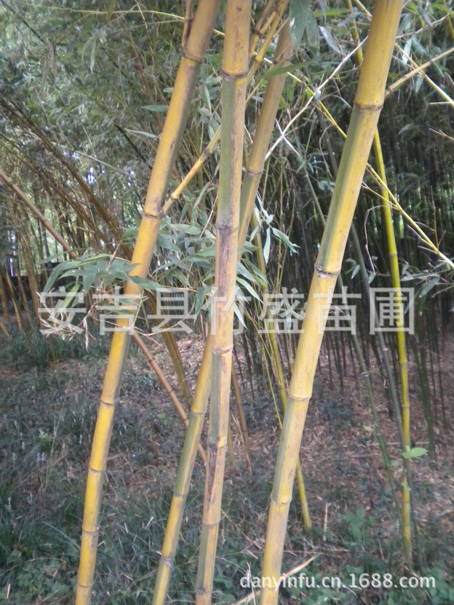黄皮绿筋竹2