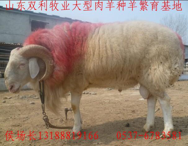 3650只优良高腿小尾寒羊种羊苗 发情母羊 怀孕羊 养小尾寒羊利润