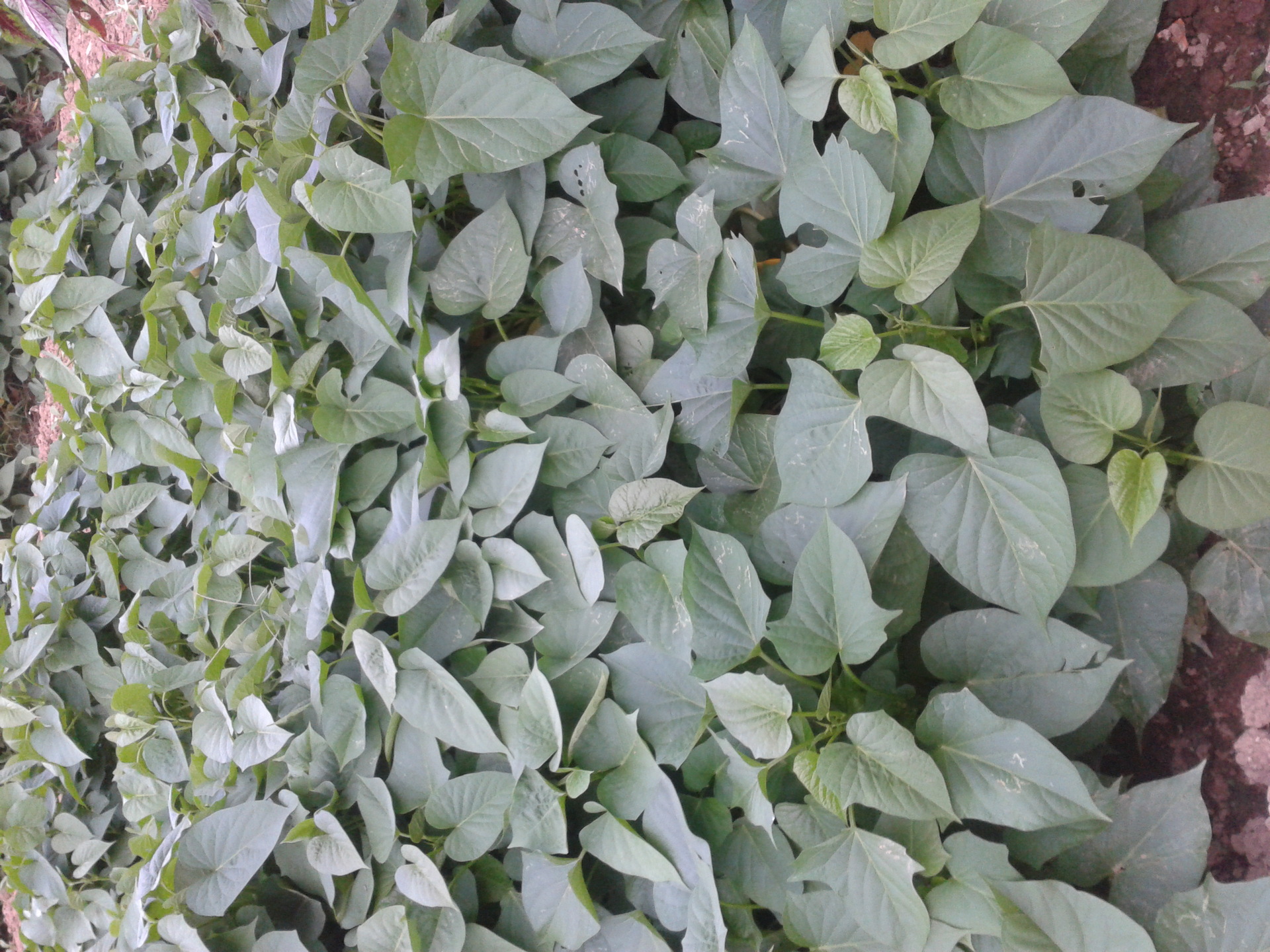 蔬菜种子、种苗-蔬菜新品种可食用番薯叶种苗