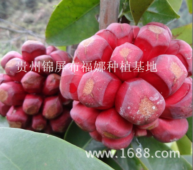 布福娜菠萝葡萄黑老虎种苗 图片