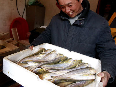 新鲜长江刀鱼优惠促销图片,新鲜长江刀鱼优惠