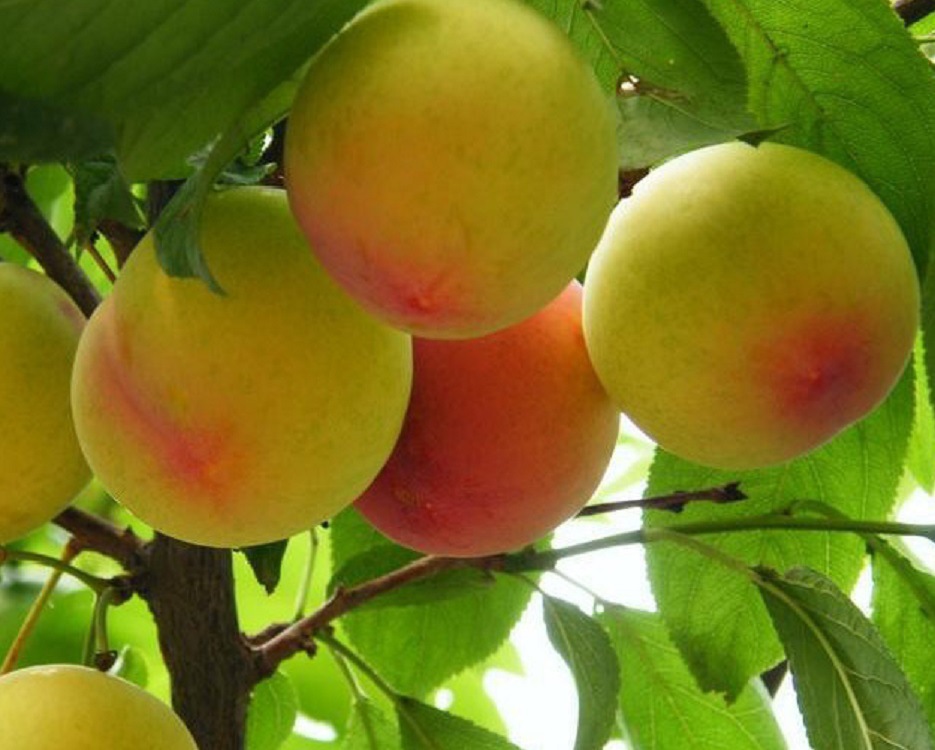 【湖南果苗 晚熟新品珍品水蜜桃苗 八月桃 入口