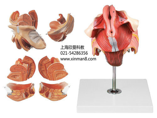 <em>女性生殖器官</em>结构模型 <em>女性生殖器官</em>模型 <em>图片</em>