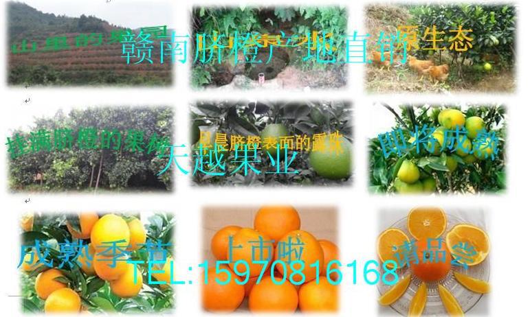【新鲜水果纽贺尔橙子江西赣州赣南脐橙批发团