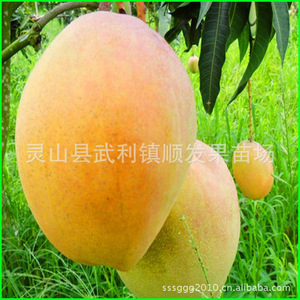 【贵妃芒】贵妃芒价格\/图片_贵妃芒批发\/采购