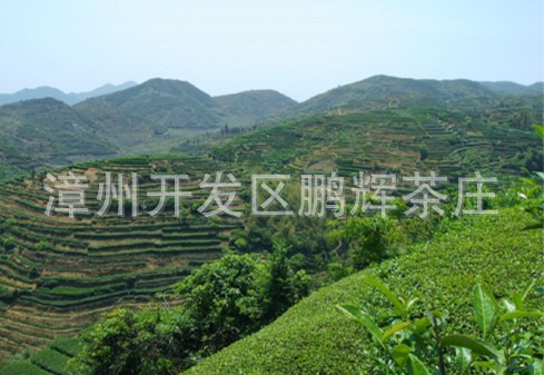 家乡茶山2