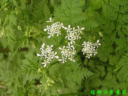 出售山胡萝卜缨野菜种子 出售东北峨参种子