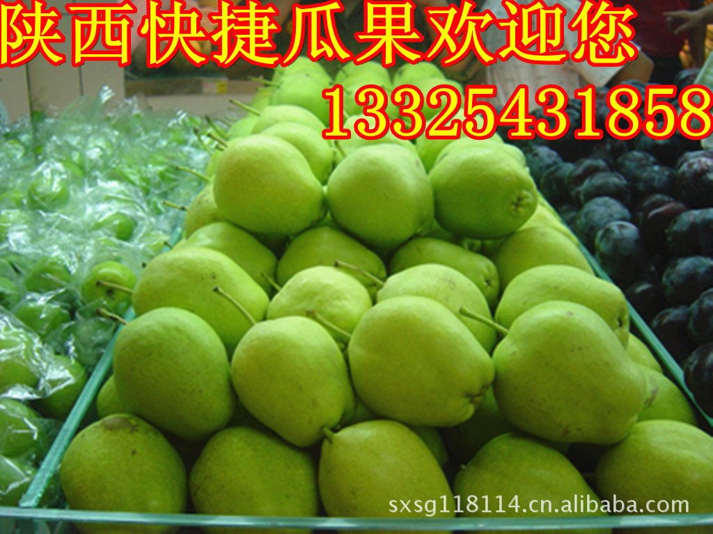 陕西水果|六月早酥梨供应