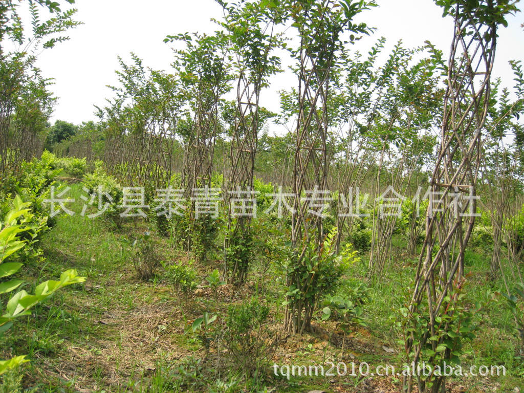 【合作社大量供应紫薇 红花紫薇 百日红 紫薇小