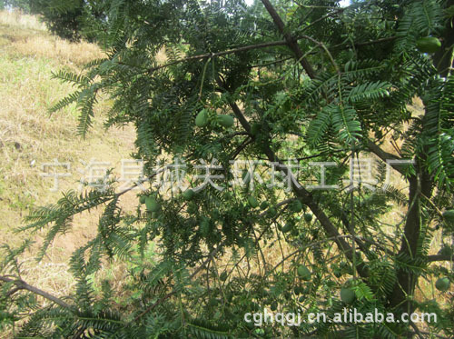 【批发选购】供应翔羽名贵珍果香 干果炒货休闲食品批发