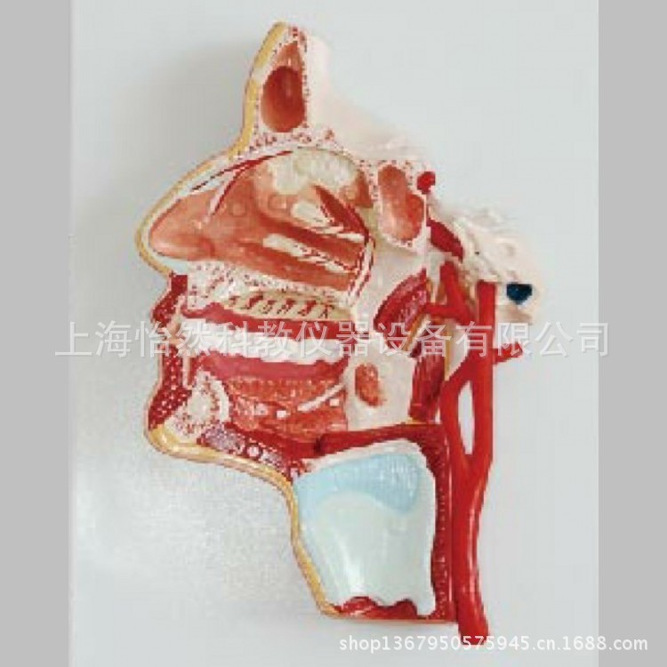 【头部解剖模型口鼻咽喉内侧面血管神经模型 