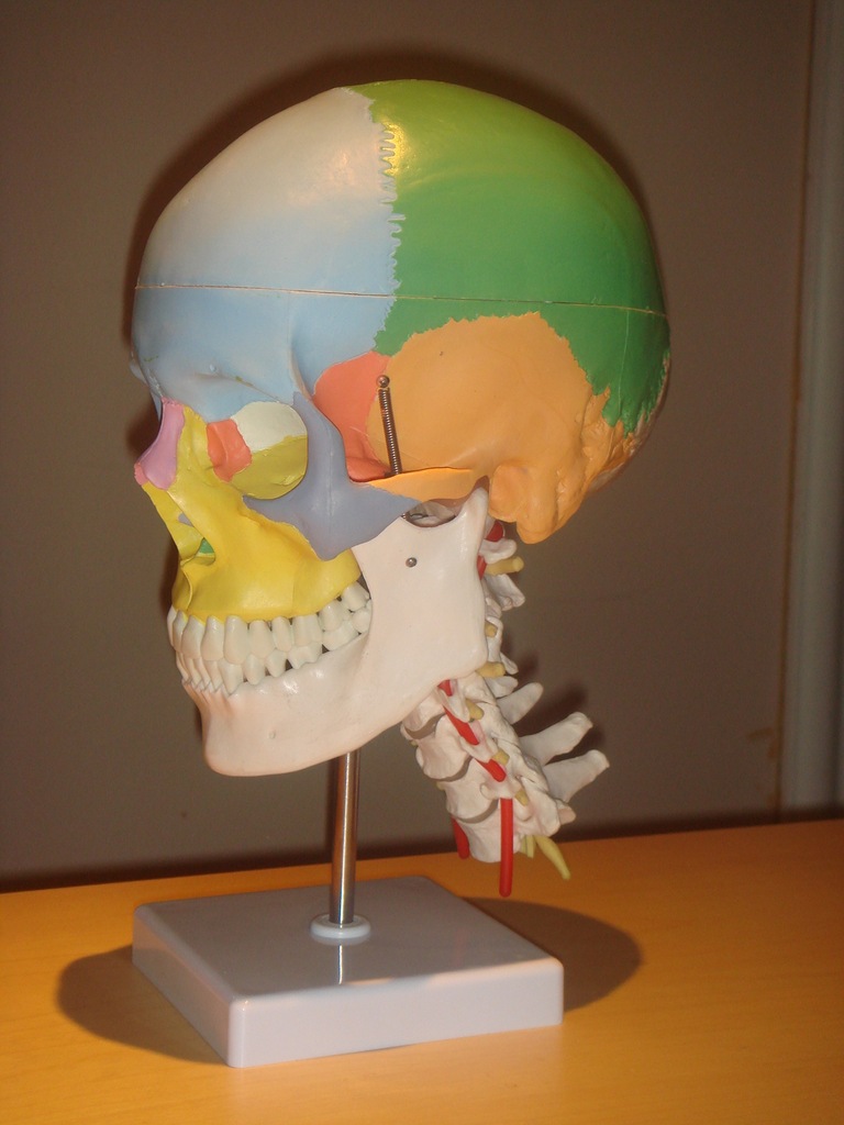 医药教学器材-写色头颅骨附颈椎脊神经-教学医
