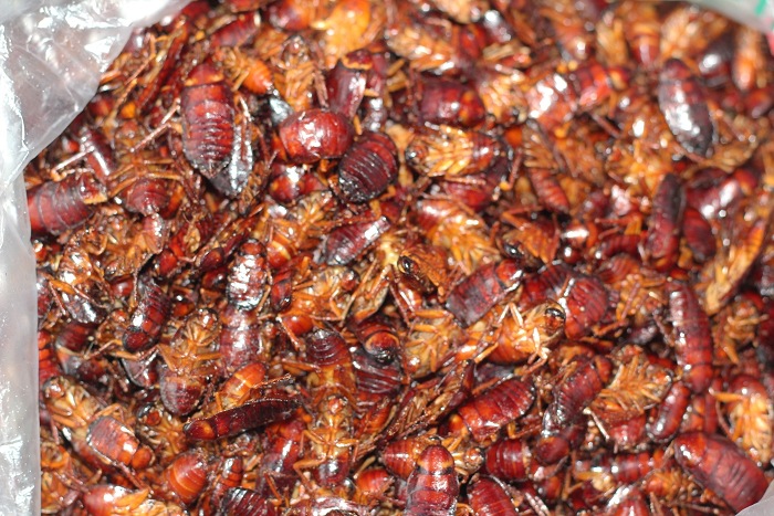 蟑螂-安徽蟑螂收购 蟑螂销售 蟑螂价格 蟑螂批