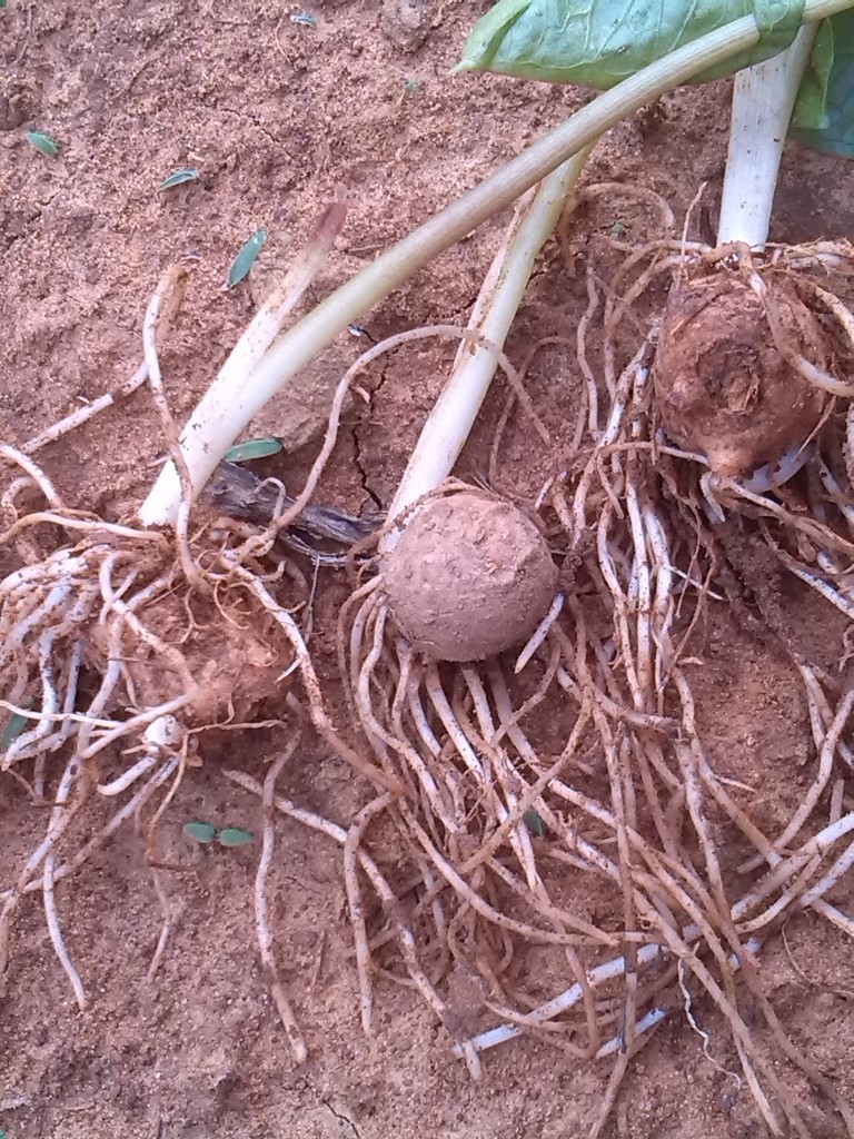 生旱半夏 种子种球种苗 麻玉子块茎三步跳供应野生优质半夏 包邮