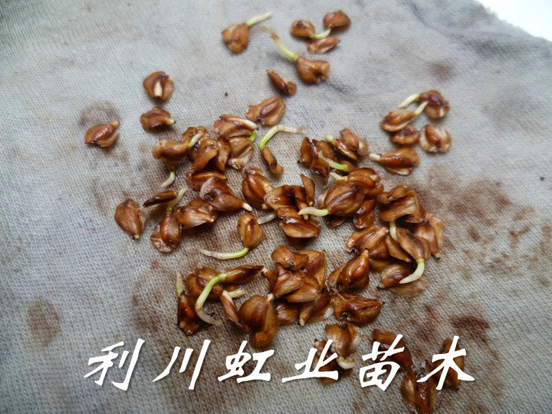 点击打开原图 undefined