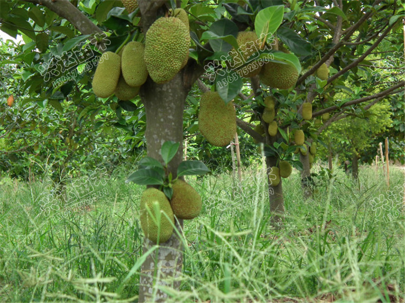 供应兴达苗木榴莲蜜苗榴莲蜜种苗 海南榴莲蜜苗