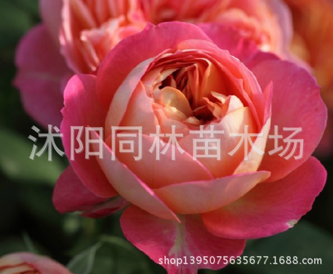 灌木-欧洲<em>月季</em>苗 灌木<em>月季 茶花女</em> 欧月苗 月季