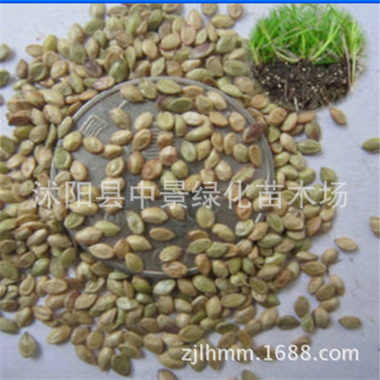 种子-蓝莓种子--阿里巴巴采购平台求购产品详情