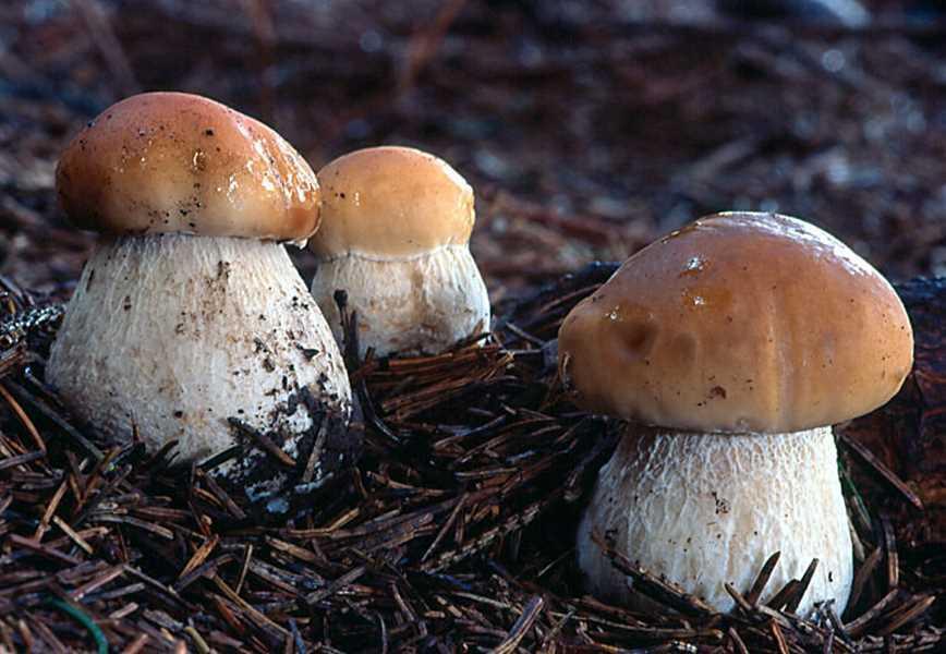 牛肝菌,炎陵特产,纯野生,菌类之王,味美无比非其他菌类可比