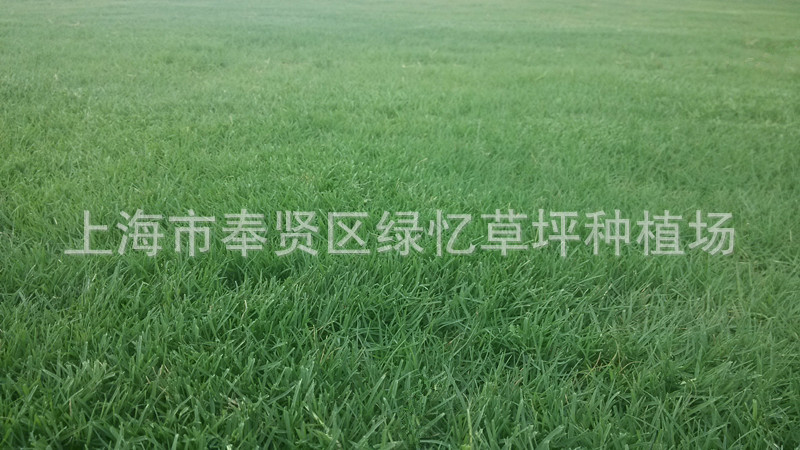 上海市奉贤区绿忆草坪种植场