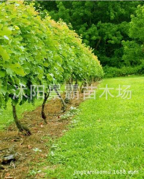 葡萄树2