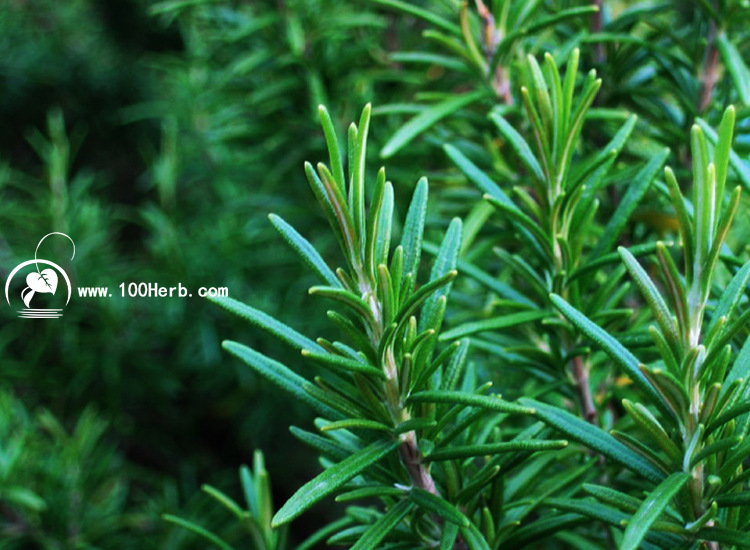 花果茶-低价优质花草茶批发 迷迭香叶 提神醒脑