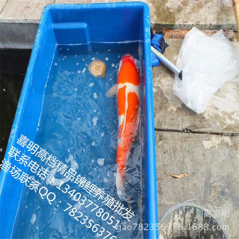 喜明锦鲤种鱼展示