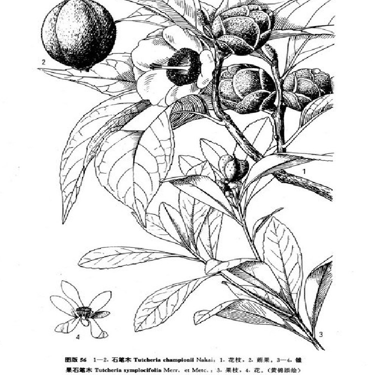 滇润楠种子,白玉兰种子,山玉兰种子,大叶樟种子,枇杷种子,杨梅种子