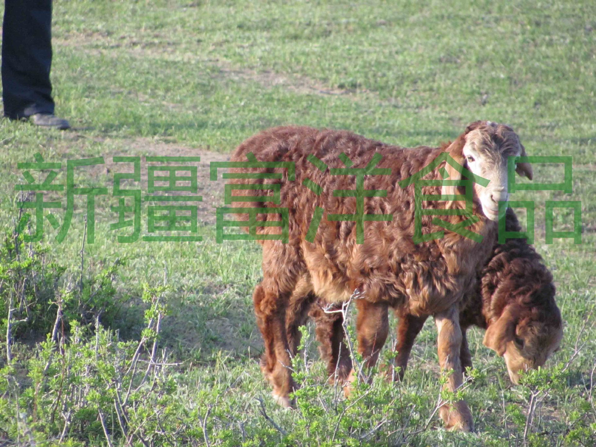 阿勒泰大尾羊-名特食品图谱-图片