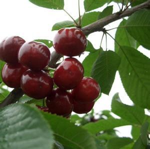 含糖量最高的樱桃品种:冰糖樱桃 冰糖樱桃树苗