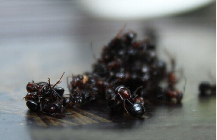 东北野生黑蚂蚁干 大蚂蚁山蚁拟黑多刺蚁干 风湿泡酒料250克