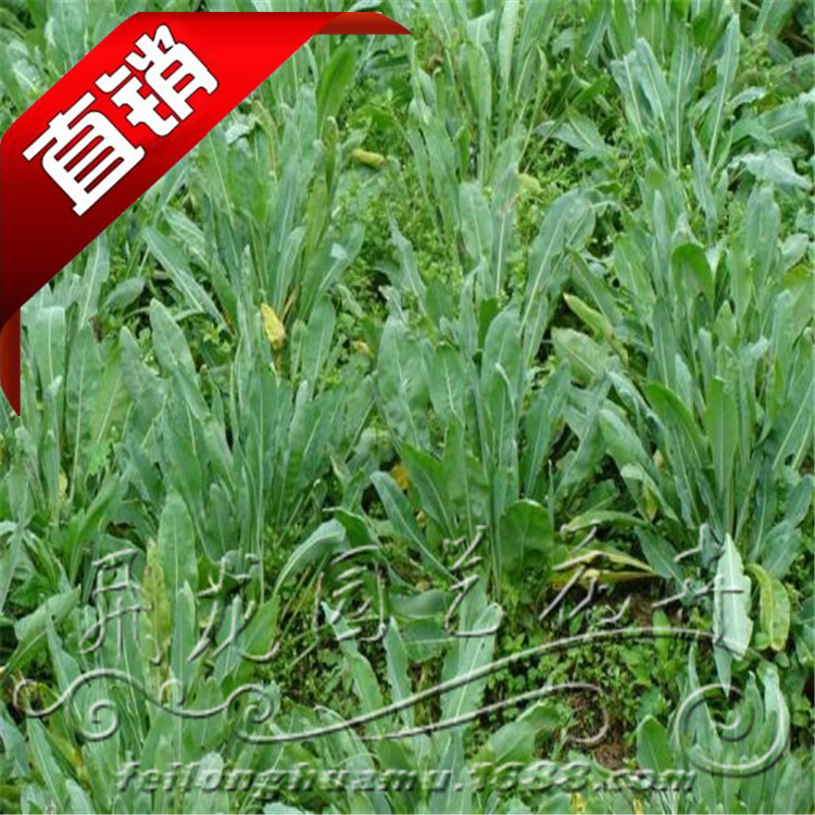 中药种子-板蓝根种子-清热解毒消炎 价格实惠,