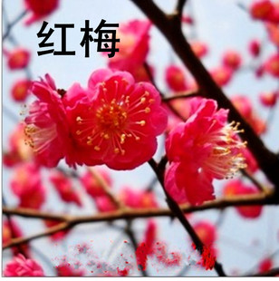 批发盆栽红梅花树苗 梅花苗 红梅花苗 树桩盆景 当年开花