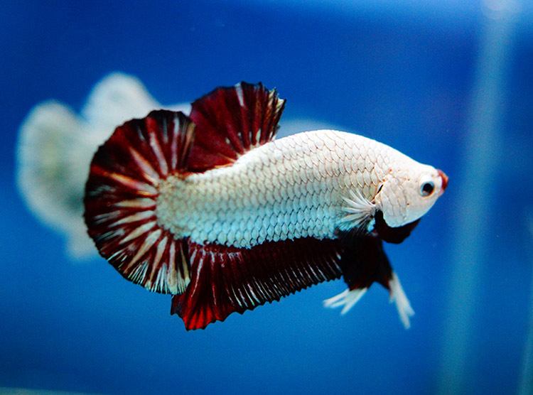 特种水产-2014年 马尾斗鱼 狮王斗鱼 半月斗鱼