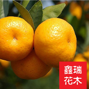 特早熟蜜桔树苗-大分早生 (大分1号) 蜜橘柑