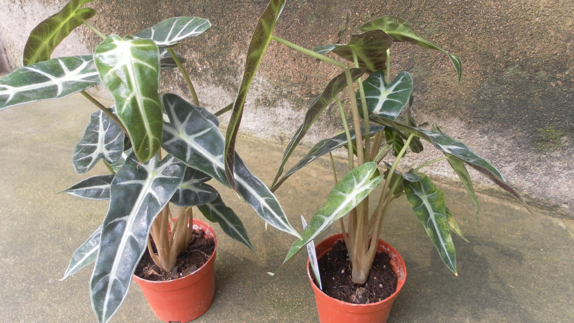 室内绿植盆栽花卉 黑叶观音莲 小仙女观音莲开运植物