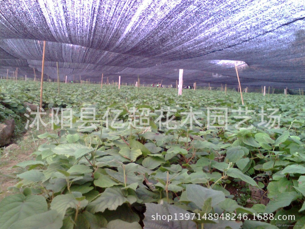 果树-特价猕猴桃果树苗盆栽 地栽猕猴桃树苗紫