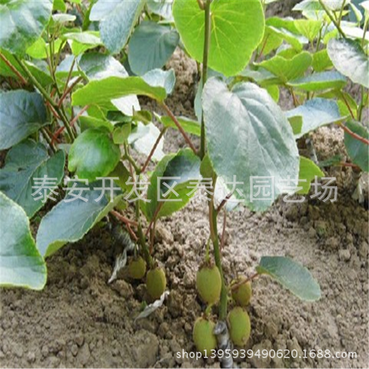 红心猕猴桃苗报价 泰安开发区猕猴桃苗基地