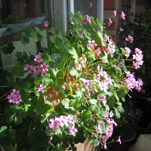 种苗、种子、种球-红花草 . 三叶草系列红花酢